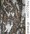 The texture of the birch bark. 143777642