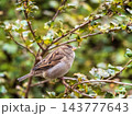 Sparrow sitting on a green branch in autumn. Sparrow with playful poise on branch in autumn or summer 143777643