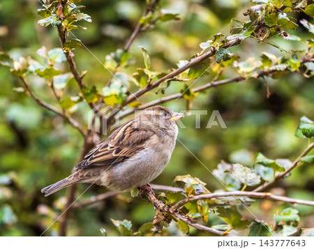 Sparrow sitting on a green branch in autumn. Sparrow with playful poise on branch in autumn or summer 143777643