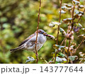 Sparrow sitting on a green branch in autumn. Sparrow with playful poise on branch in autumn or summer 143777644