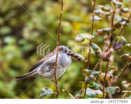Sparrow sitting on a green branch in autumn. Sparrow with playful poise on branch in autumn or summer Sparrow sitting on a green branch in autumn. Sparrow with playful poise on branch in autumn or summer 143777644