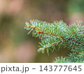 Background of green spruce branches in sunset light 143777645