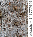 Bark texture and background of a old fir tree trunk. Detailed bark texture. Natural background 143777646