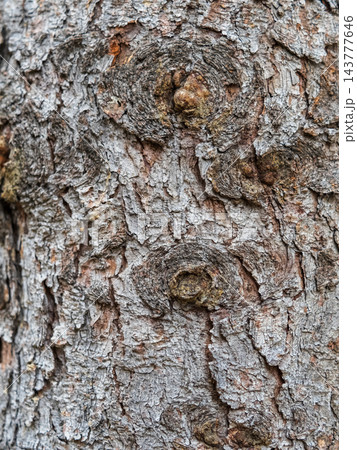 Bark texture and background of a old fir tree trunk. Detailed bark texture. Natural background 143777646