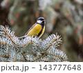 Cute bird Great tit, songbird sitting on the fir branch 143777648