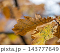 Oak branches with yellow leaves in autumn park 143777649