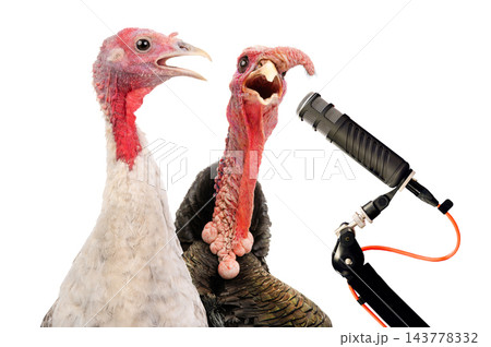 Singing turkey at the microphone isolated on white background 143778332