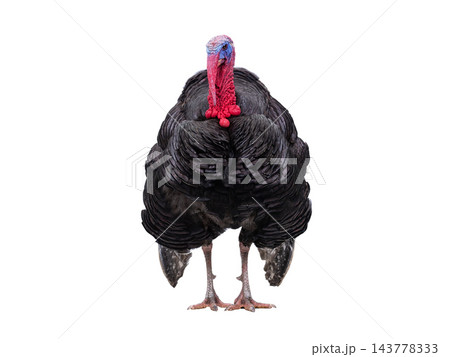 beautiful male turkey isolated on white background beautiful male turkey isolated on white background 143778333