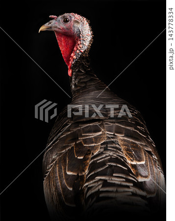 Black turkey isolated on black  background 143778334