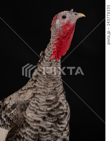 Gray turkey isolated on black  background 143778335