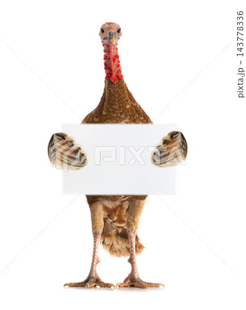 brown turkey with a leaf for text writing in day of thanksgiving brown turkey with a leaf for text writing in day of thanksgiving 143778336
