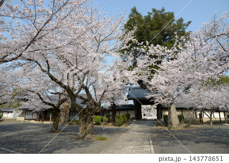 本願寺山科別院 境内の桜 京都市山科区東野狐藪町 本願寺山科別院 境内の桜 京都市山科区東野狐藪町 143778651