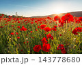 landscape poppy field at sunset. mountainous countryside scenery with red bloom landscape poppy field at sunset. mountainous countryside scenery with red bloom 143778680