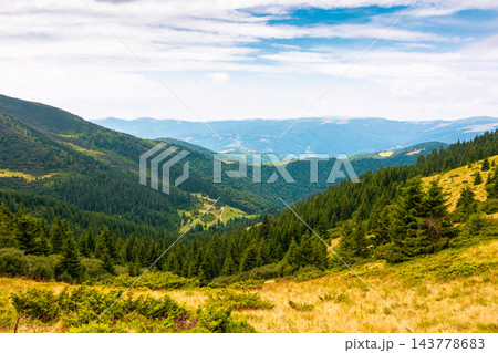 coniferous forest on a mountain slope. Ukrainian Carpathians in summertime. Chornohora ridge. forested dale beneath an overcast vault. lush greenery. view from mountain top coniferous forest on a mountain slope. Ukrainian Carpathians in summertime. Chornohora ridge. forested dale beneath an overcast vault. lush greenery. view from mountain top 143778683