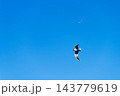 Seagull gliding mid-flight with wings spread over clear bright blue sky, 143779619