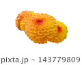 Three orange and yellow dahlia flowers isolated on a white background 143779809