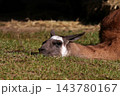 草の上でリラックスして伏せる茶色いラマの横顔 143780167