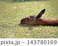 芝生の上に首をのばして寝そべるラマの横顔 143780169
