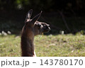 藁を口にくわえてたたずむラマの横顔 143780170
