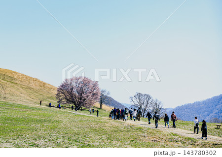 大自然のロケーションに美しく映える一本桜「うらかわオバケ桜」の春景 大自然のロケーションに美しく映える一本桜「うらかわオバケ桜」の春景 143780302