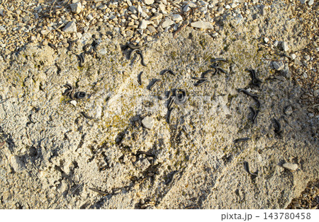 Group of Black Millipedes Crawling on Rough Textured Limestone R Group of Black Millipedes Crawling on Rough Textured Limestone R 143780458