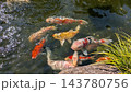 池を泳ぐ鯉 143780756
