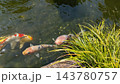 池を泳ぐ鯉 143780757