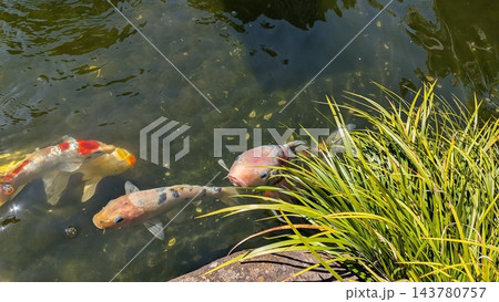 池を泳ぐ鯉 池を泳ぐ鯉 143780757
