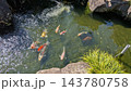 池を泳ぐ鯉 143780758
