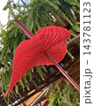 Red flower Anthurium in the greenhouse 143781123