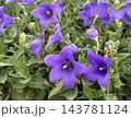 Balloon Flower or Chinese Bellflower (Platycodon grandiflorus) 143781124