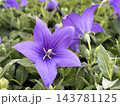 Balloon Flower or Chinese Bellflower (Platycodon grandiflorus) 143781125