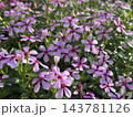 Madagascar Periwinkle (Catharanthus roseus) 143781126