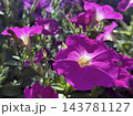 Blossom decorative plant Petunia 143781127