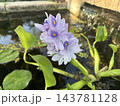Water hyacinth Eichornia (Eichornia crassipes) in an artificial pond 143781128