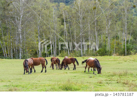 木曽馬と白樺林 木曽馬と白樺林 143781187