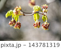 ハウチワカエデの花　天神山緑地　札幌市 143781319