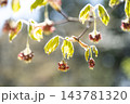 ハウチワカエデの花　天神山緑地　札幌市 143781320