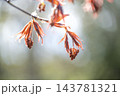 ノムラモミジの花　天神山緑地　札幌市 143781321