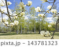 ハクモクレン　真駒内公園　札幌市 143781323