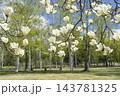 ハクモクレン　真駒内公園　札幌市 143781325