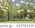 ハクモクレン　真駒内公園　札幌市 143781326