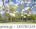 ハクモクレン　真駒内公園　札幌市 143781329