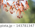 ノムラモミジの花　天神山緑地　札幌市 143781347