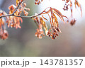 ノムラモミジの花　天神山緑地　札幌市 143781357