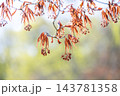 ノムラモミジの花　天神山緑地　札幌市 143781358