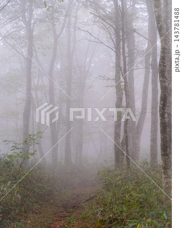 霧深いブナの森 奥大山 霧深いブナの森 奥大山 143781488