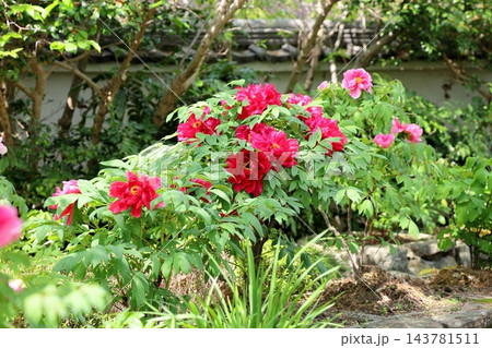 鮮やか ボタンの花 鮮やか ボタンの花 143781511
