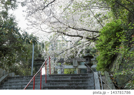桜が咲き誇る春の参道、歴史を感じる神社の景観 桜が咲き誇る春の参道、歴史を感じる神社の景観 143781786
