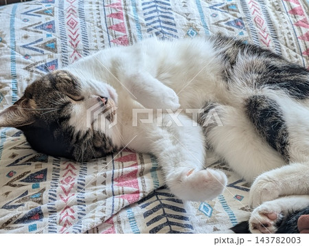 寝てる猫 143782003